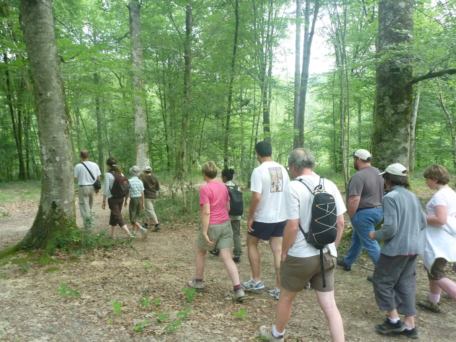 Bois de Mixe