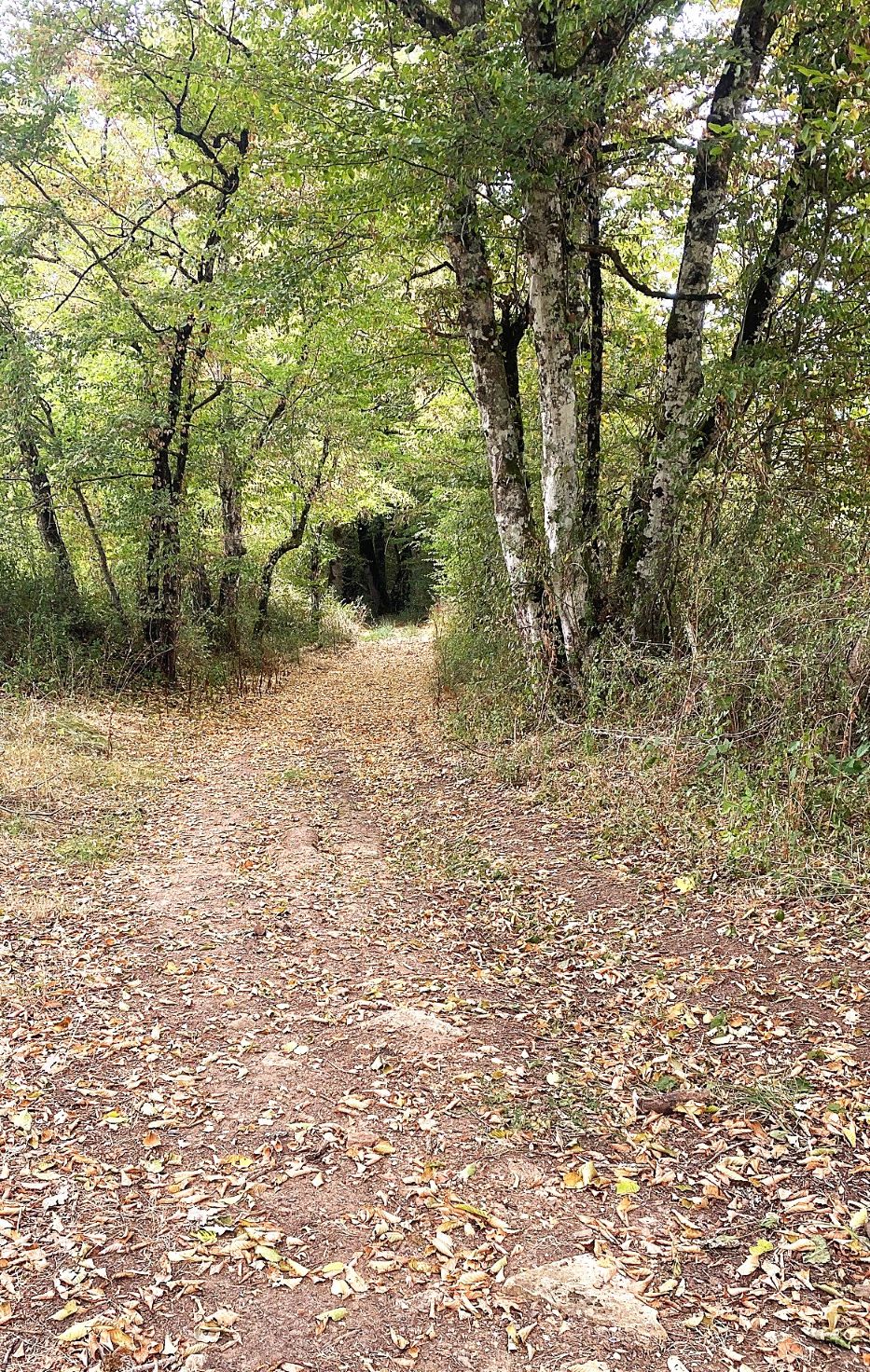 SAINT JORY LASBLOUX-Boucle de l'eau et de la forêt enchantée-chemin