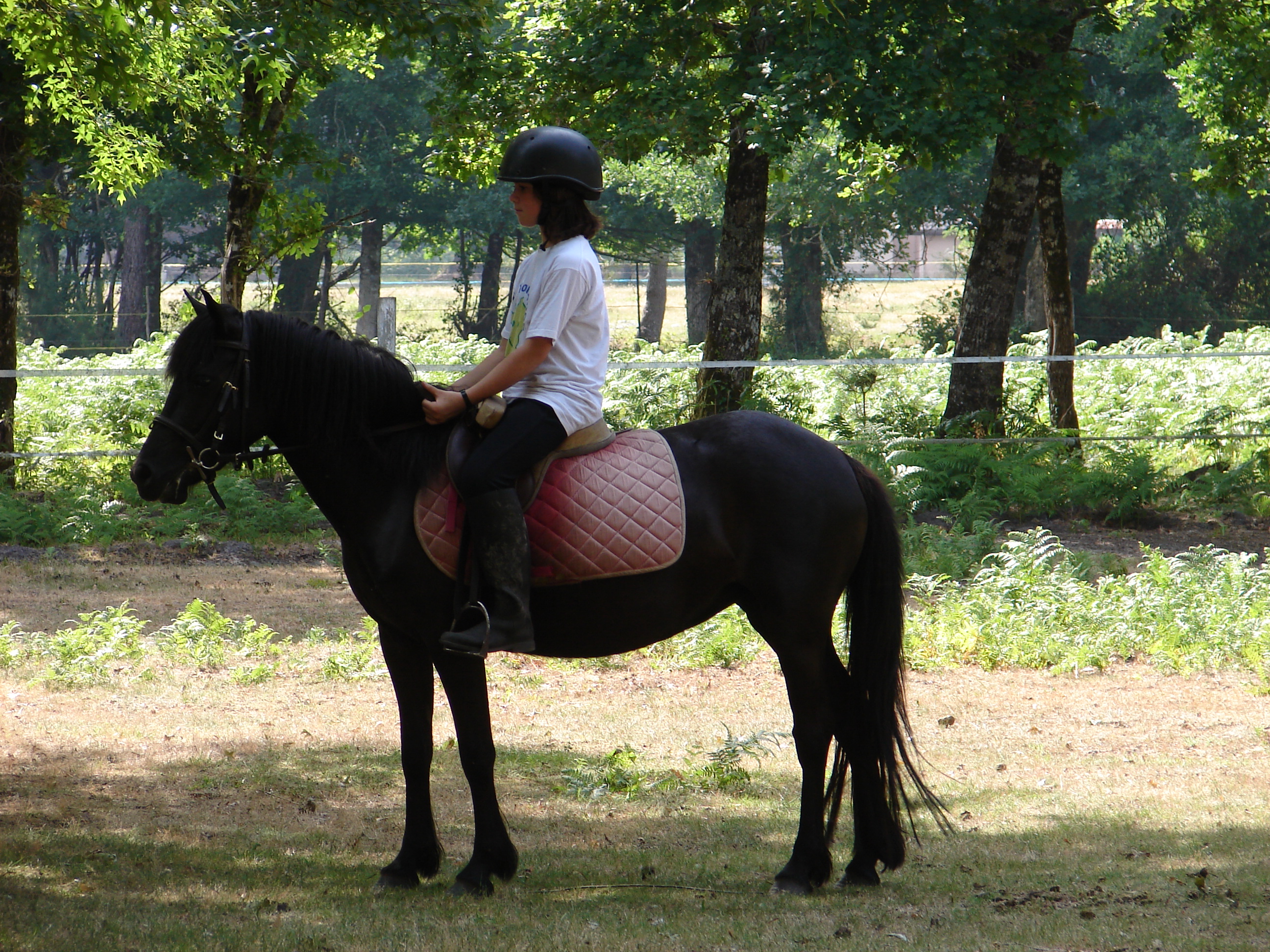 Poney club du Grand Lio