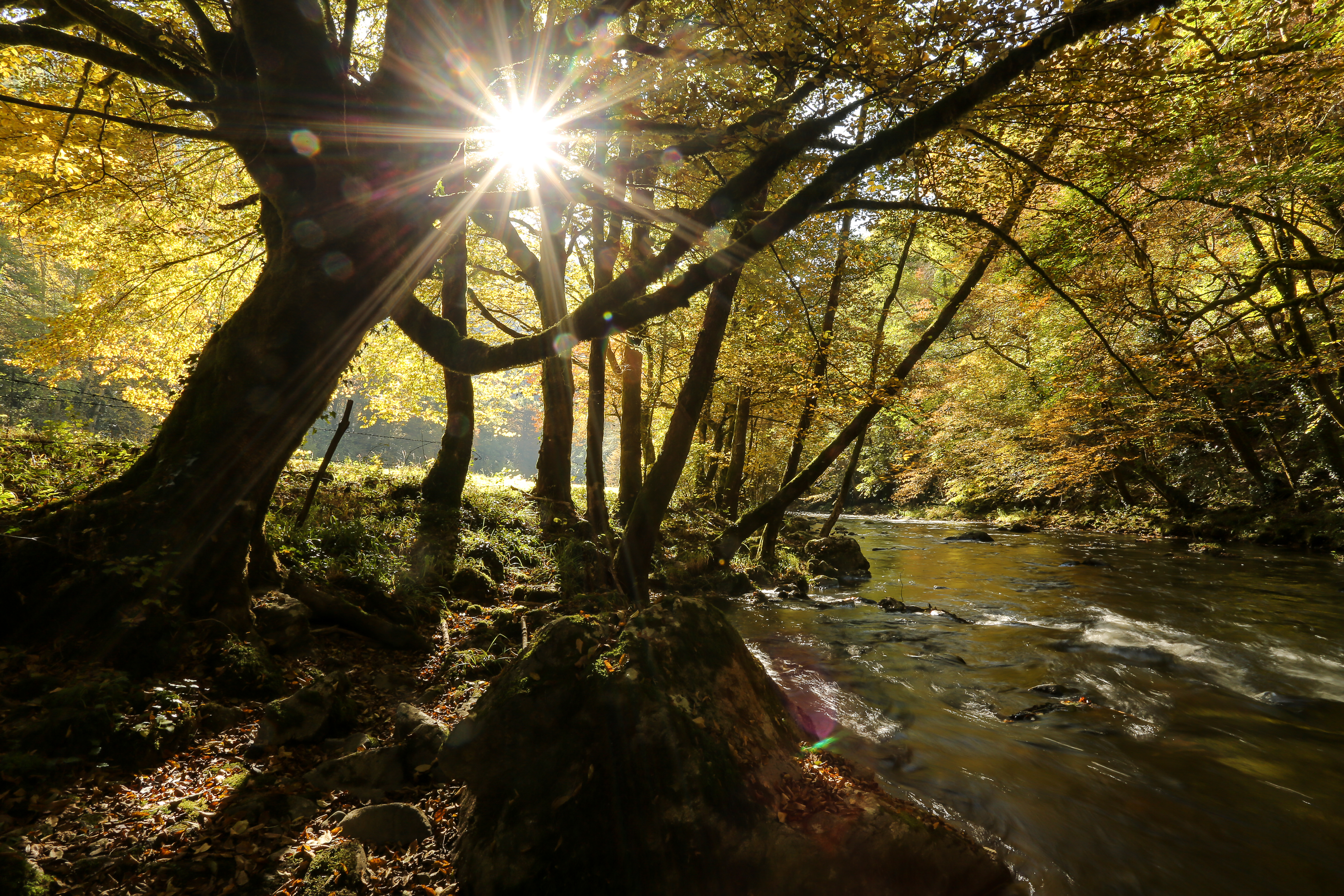 Sur les traces des cerfs