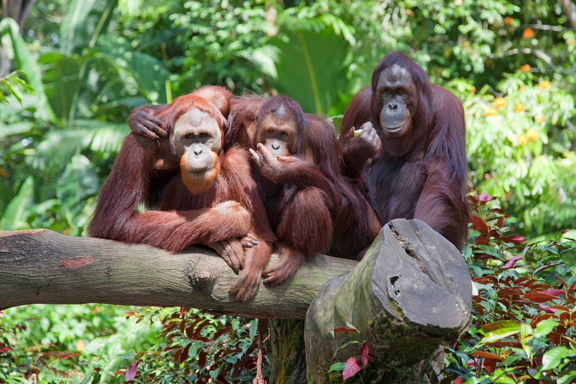 Zoo du Bassin d&rsquo;Arcachon
