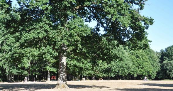 Les Bois de Saint-Pierre