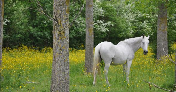 Poney Club des Petites Rivières_2