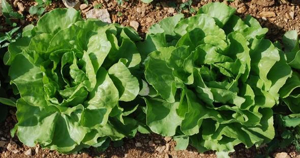 Le Jardin des Saveurs_4