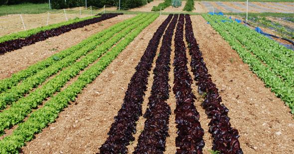 Le Jardin des Saveurs_5