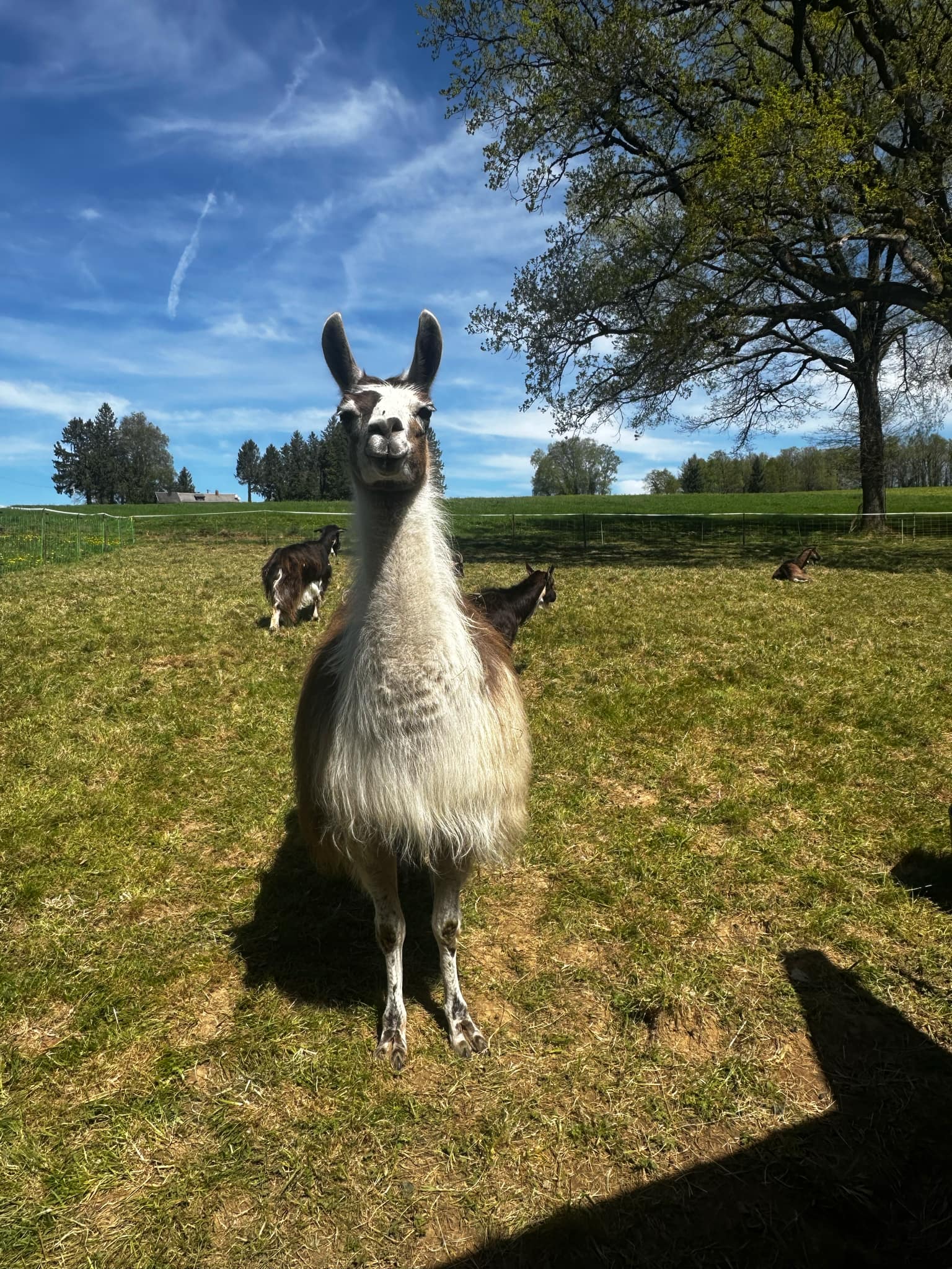 La Ferme des Lamas