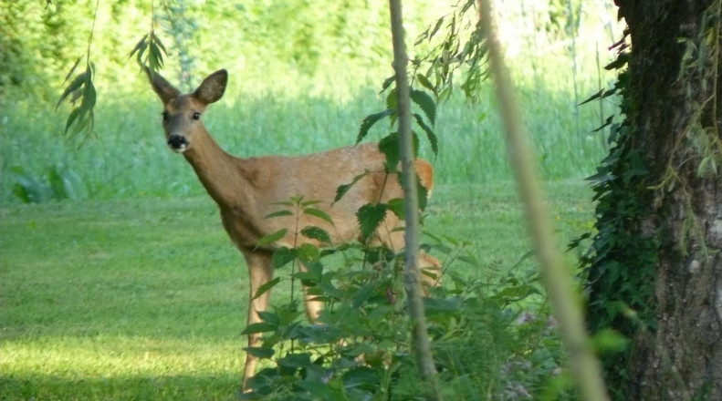 La Berlière - Gîte nature