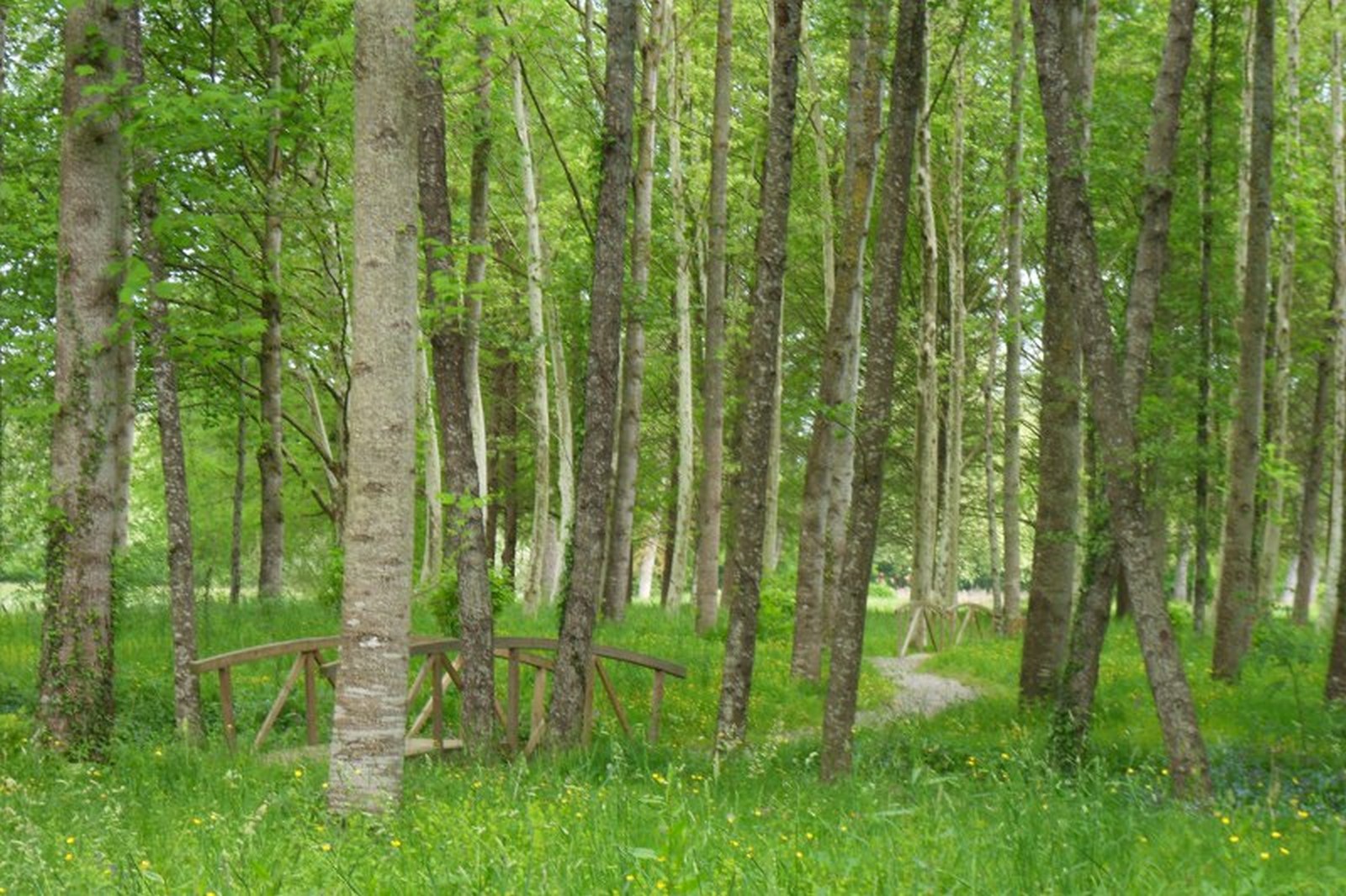 Bois de la ville