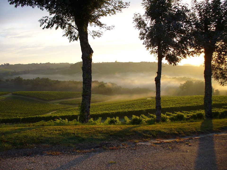 Affiche ou photo : Vignoble Tinon