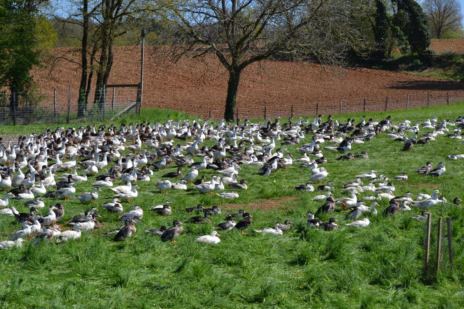 La Ferme de Fages