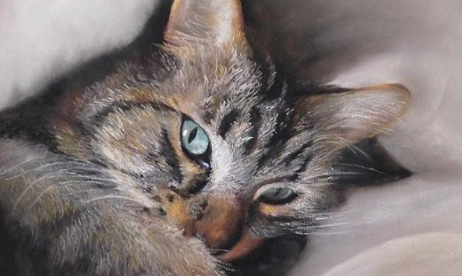 Exposition artistique SOS chats errants 87