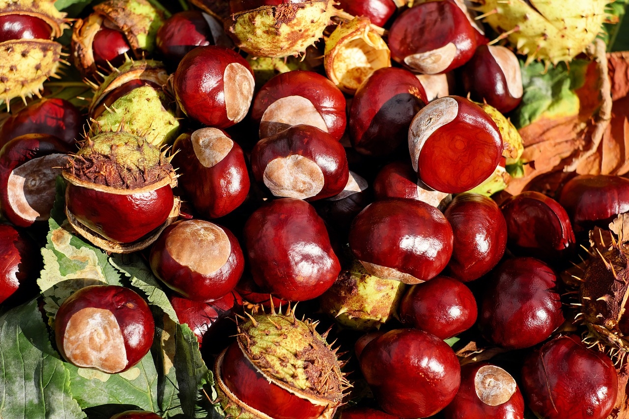 Coopérative fruitière Limdor : Unité de Collecte Marrons Châtaignes