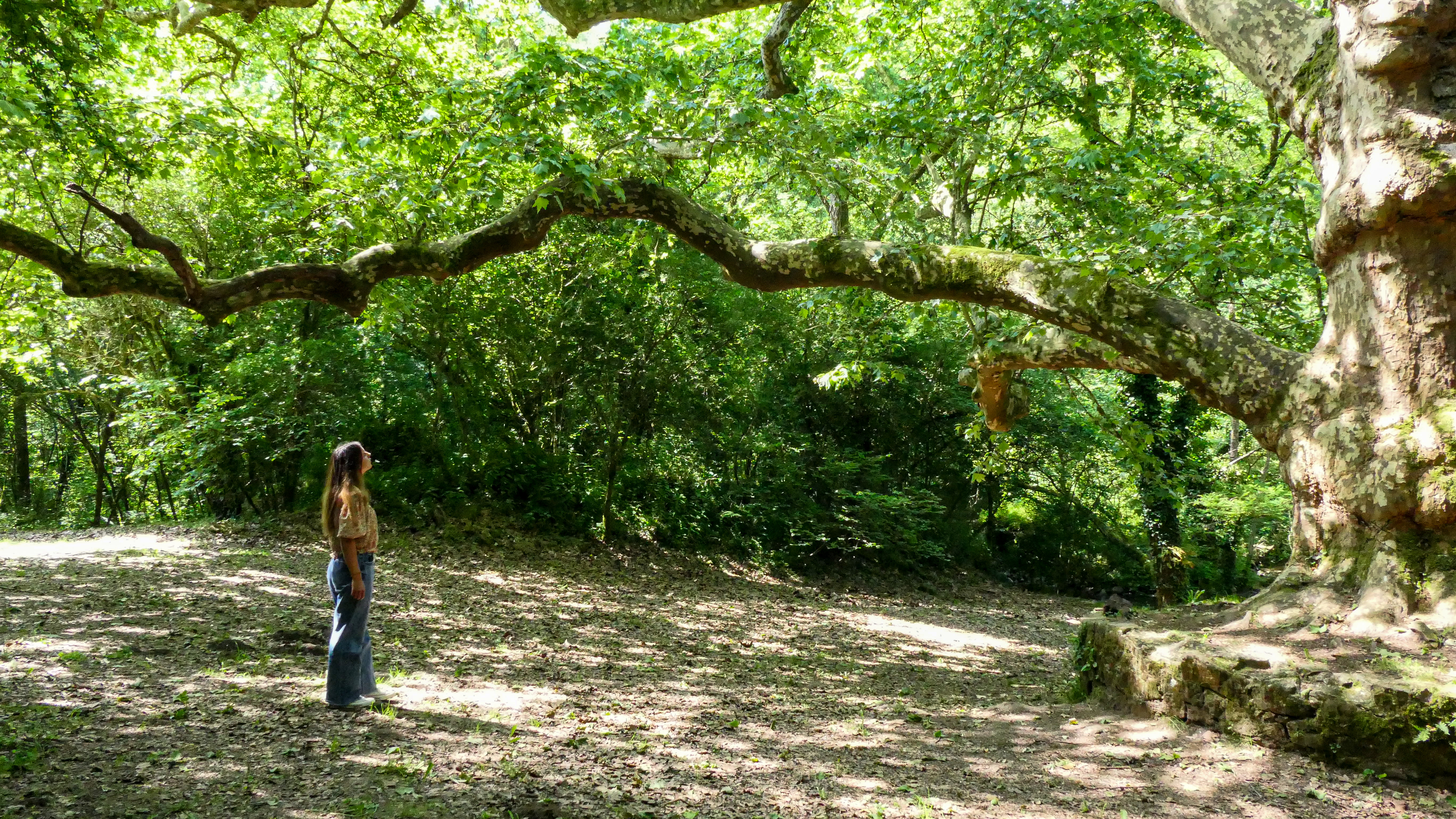 Chemin des platanes