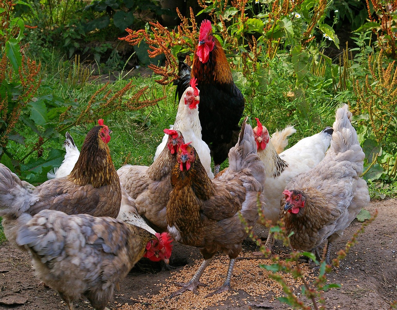 Les Volailes d&rsquo;Enguerran - photo 1