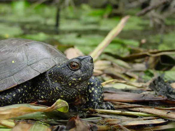 Le héron et la tortue