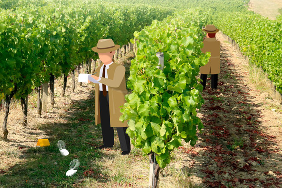 Cluedo géant dans les vignes | Château du Haut Pezaud