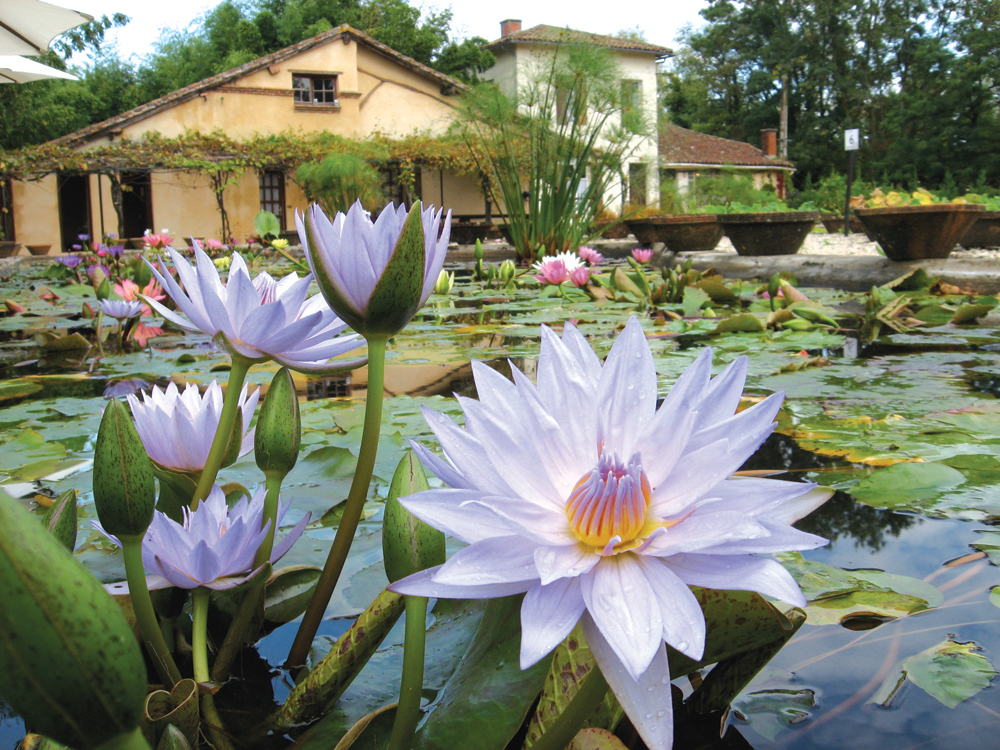 Le Jardin des Nénuphars & la pépinière historique Latour-Marliac