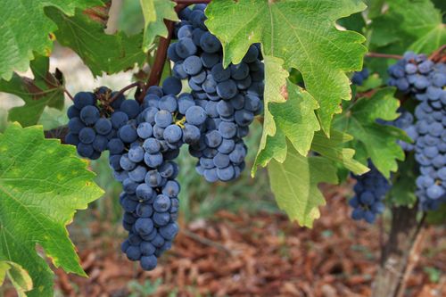 Le gîte Les Vignes de Michelet
