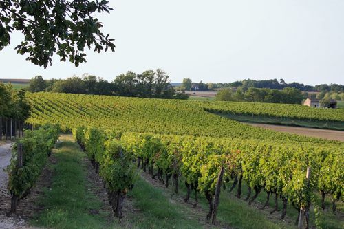 Le gîte Les Vignes de Michelet