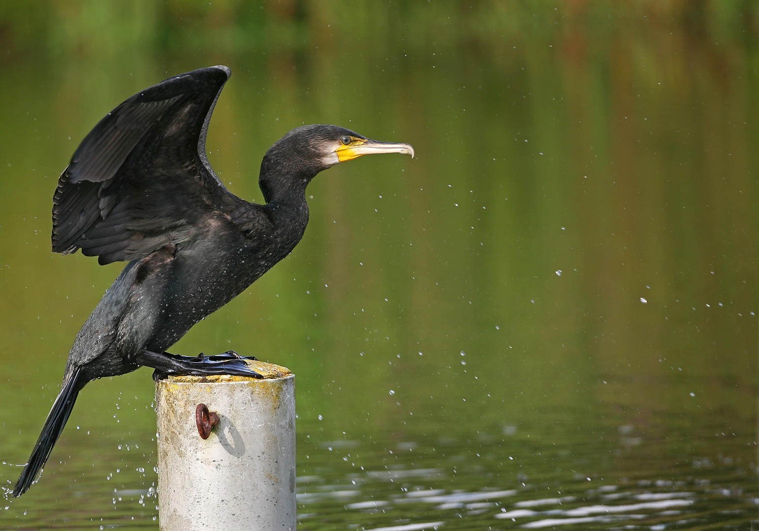 A l'affût de la faune sauvage au Grand Etang de la Jemaye