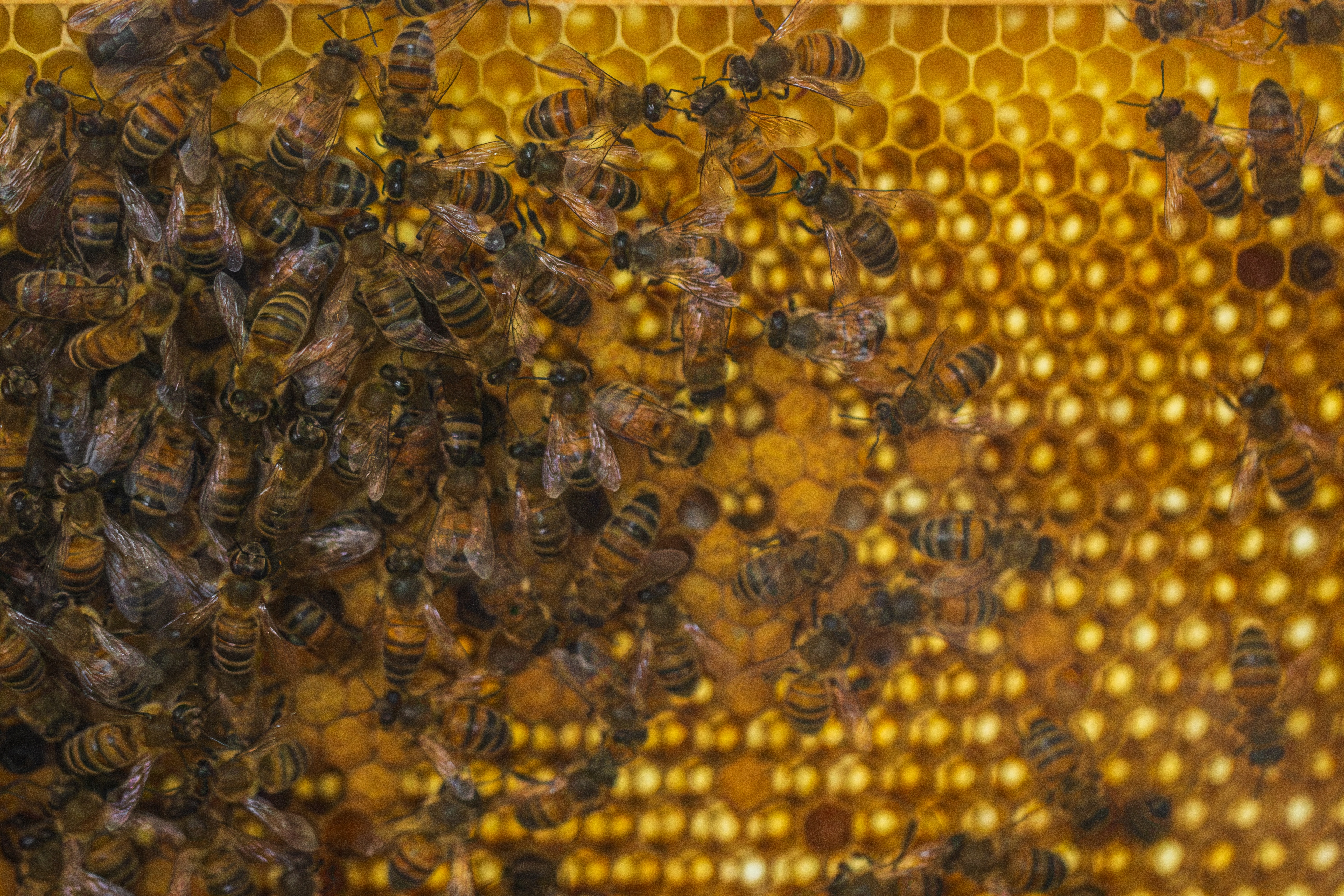 Micro-Folie : conférence "le miel : comment font les abeilles?"