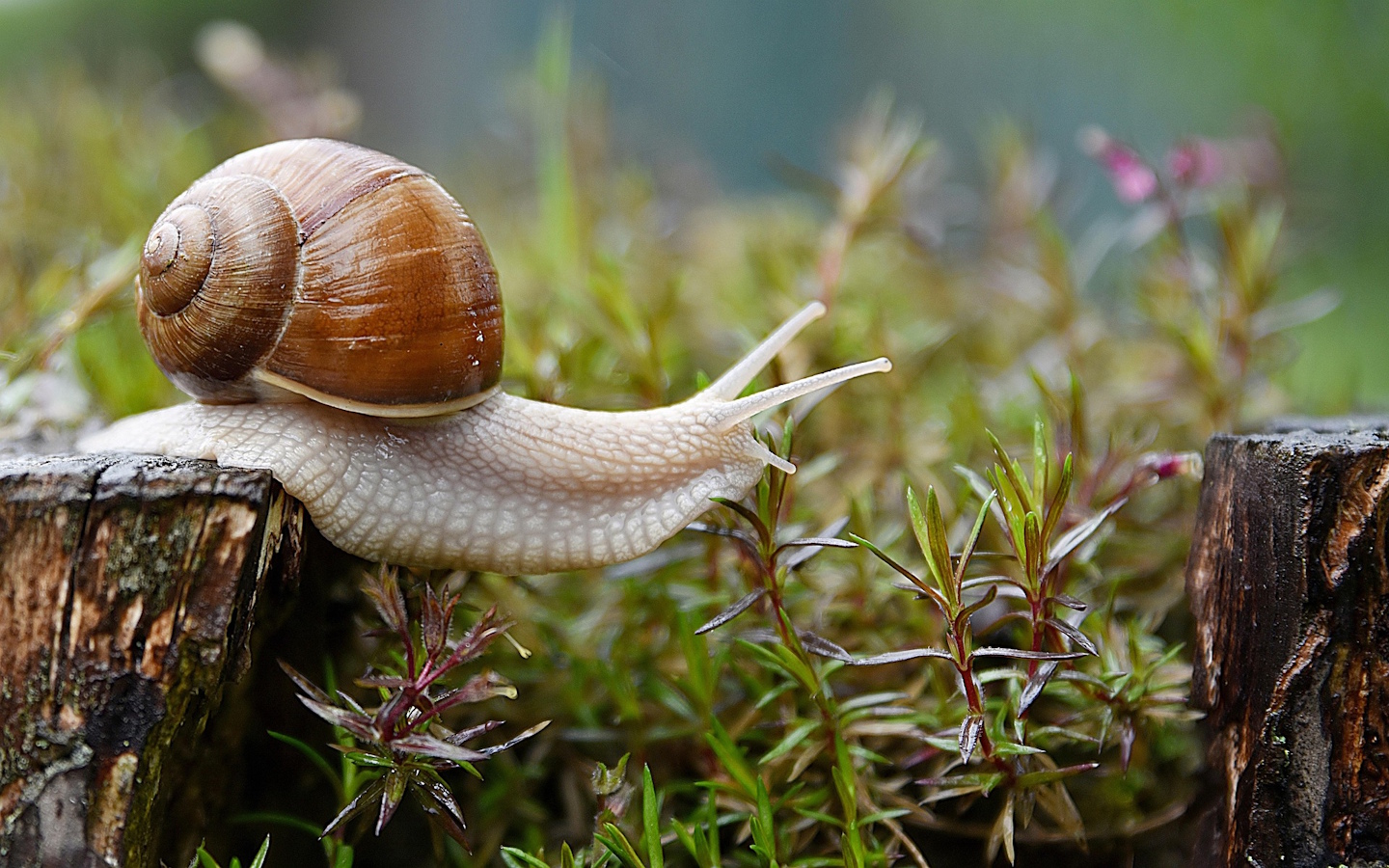 Atelier il était une fois l'escargot