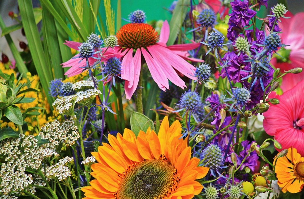 Troc de plantes