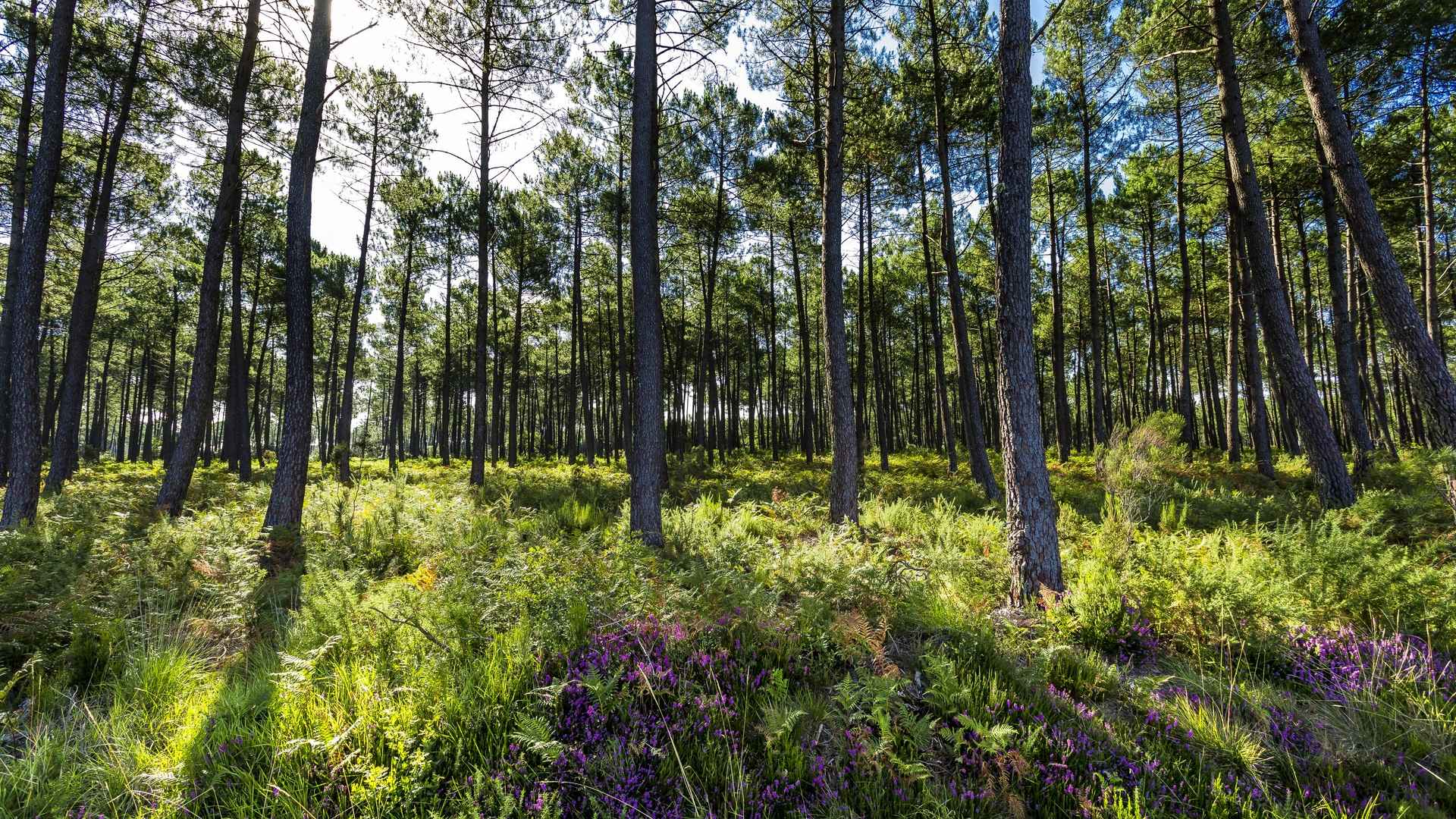 Voie Verte des Landes de Roquefort