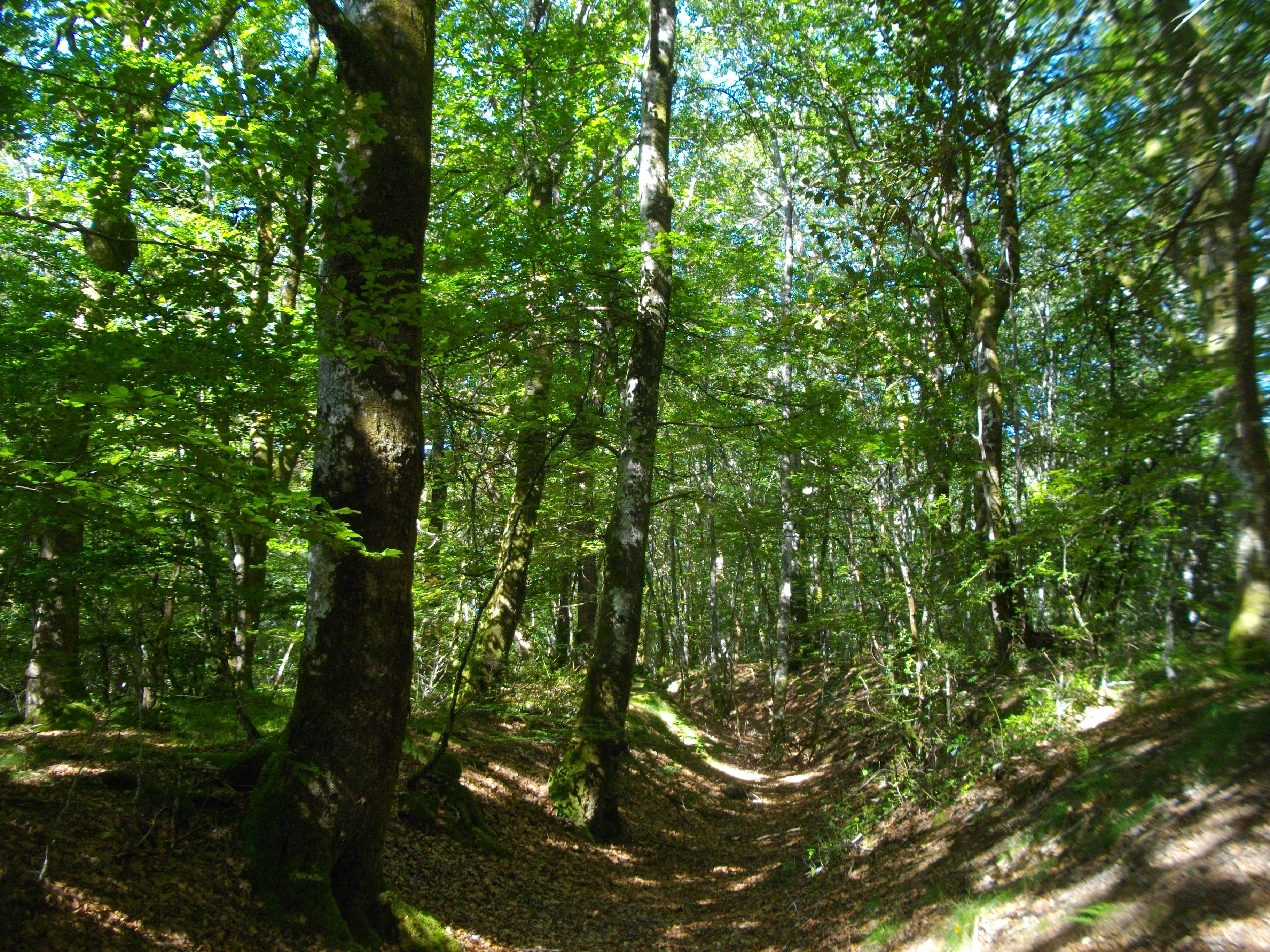 Le Peux des Faux - 8 km