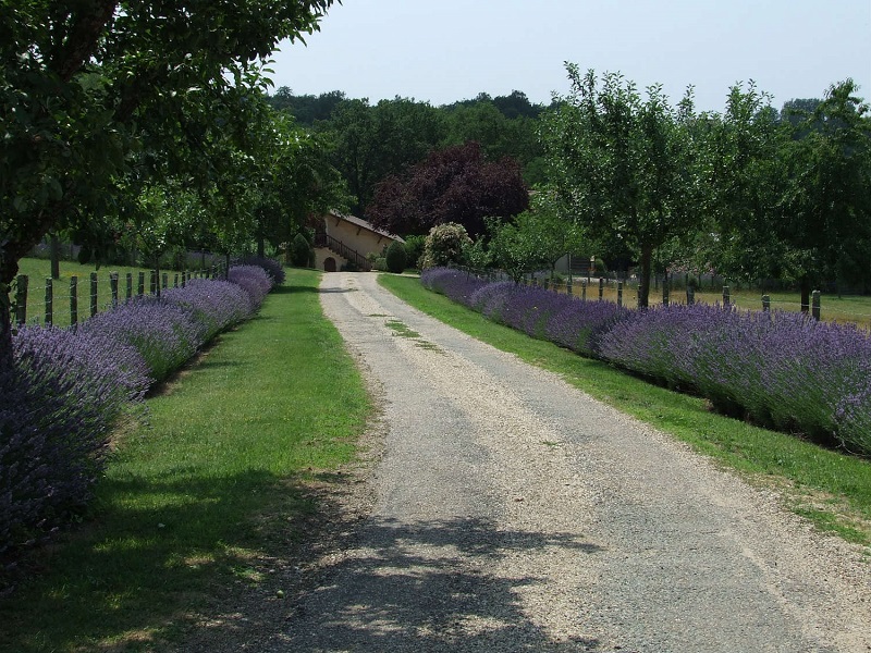 Les Lavandes - Gîte La Tour