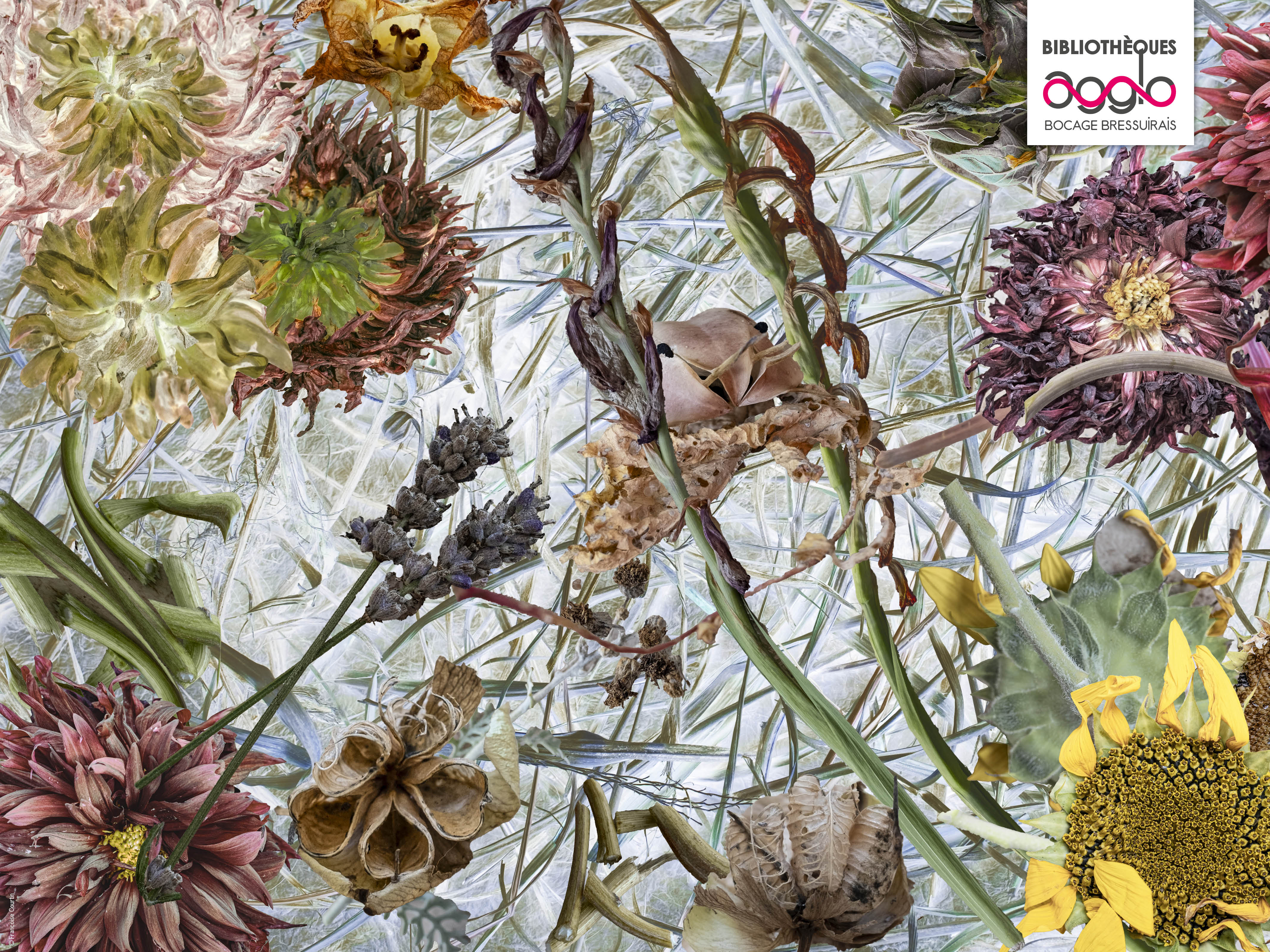 Exposition - Imaginaire végétal de Françoise Courtin