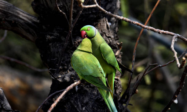 Salon de la société ornithologique du Limousin