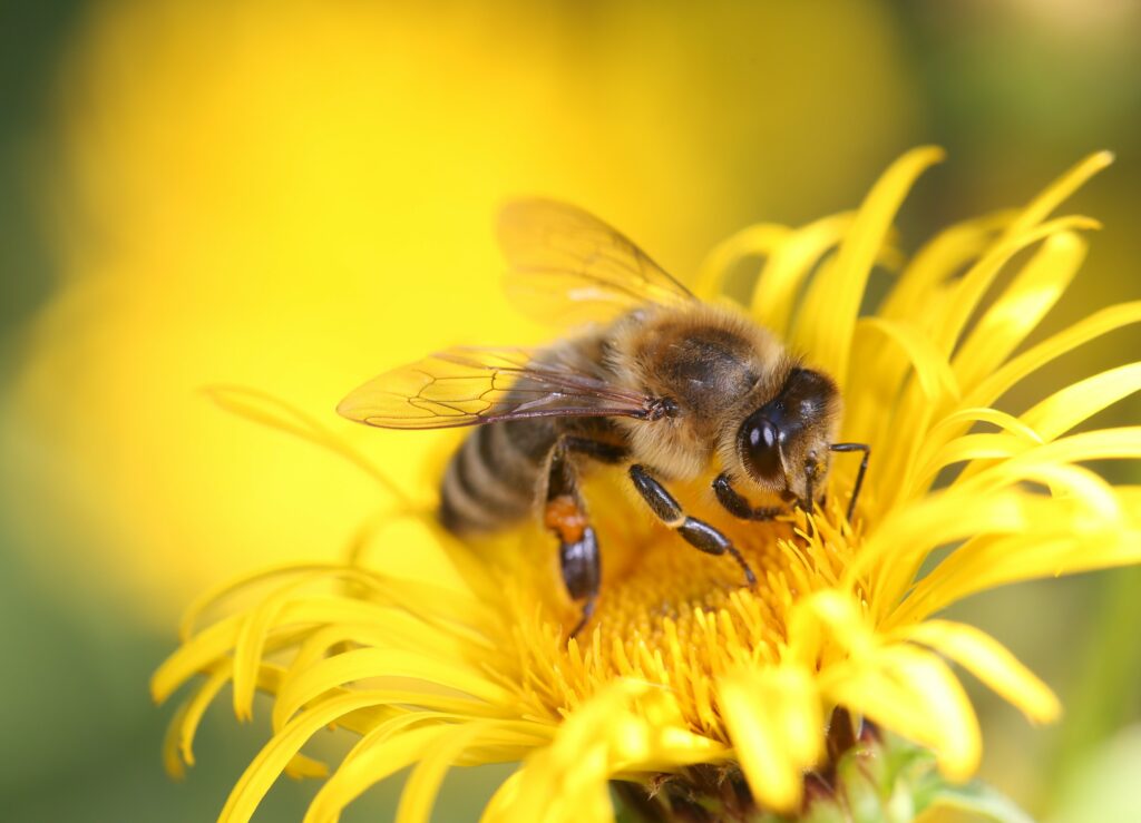 Exposition La vie merveilleuse des abeilles
