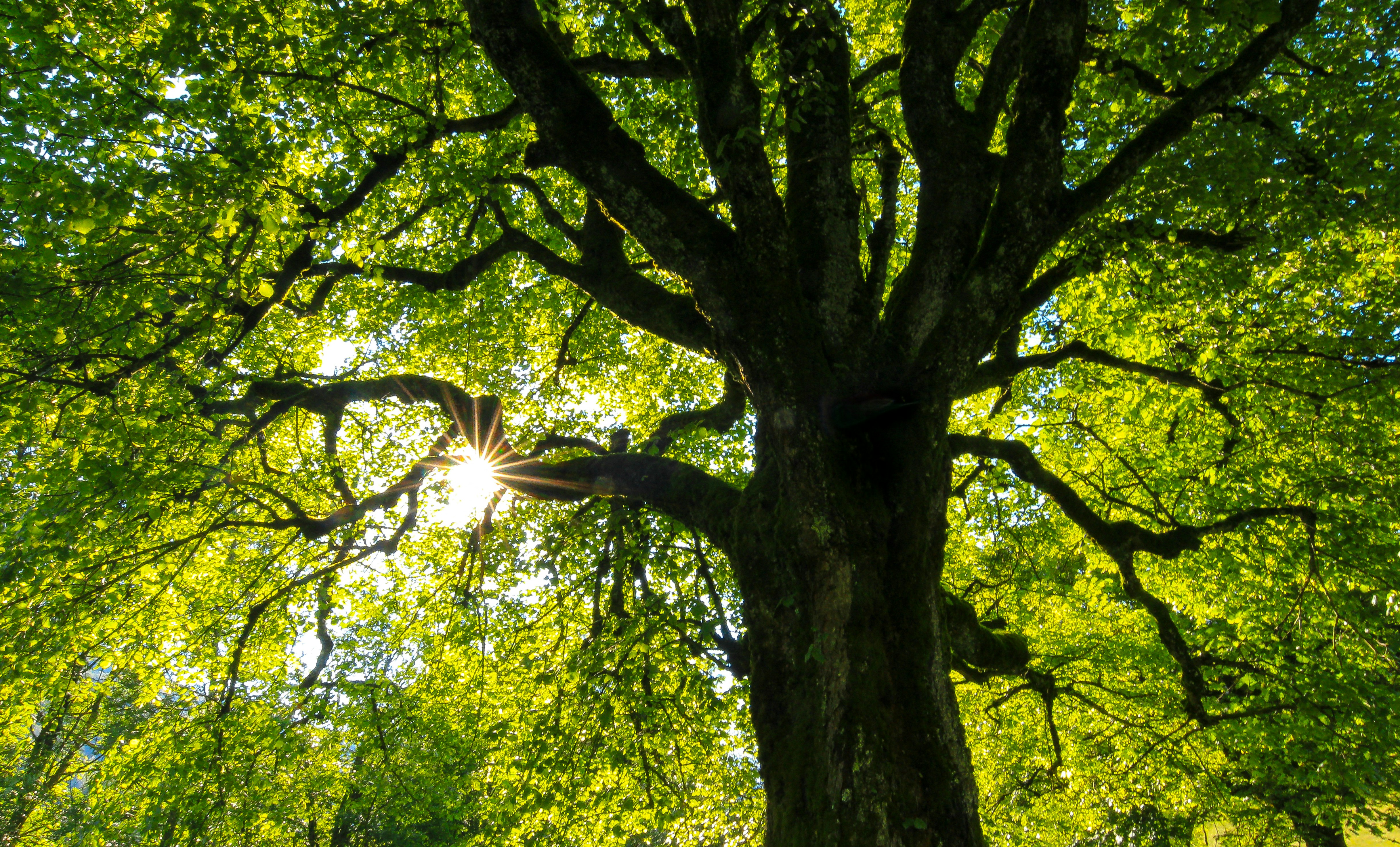 L'arbre qui cache la forêt, Réserve départementale de biodiversité