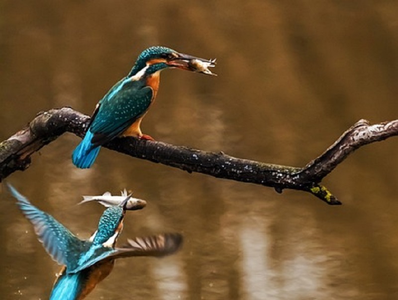 Affiche ou photo : Les oiseaux aquatiques du lac de la Prade