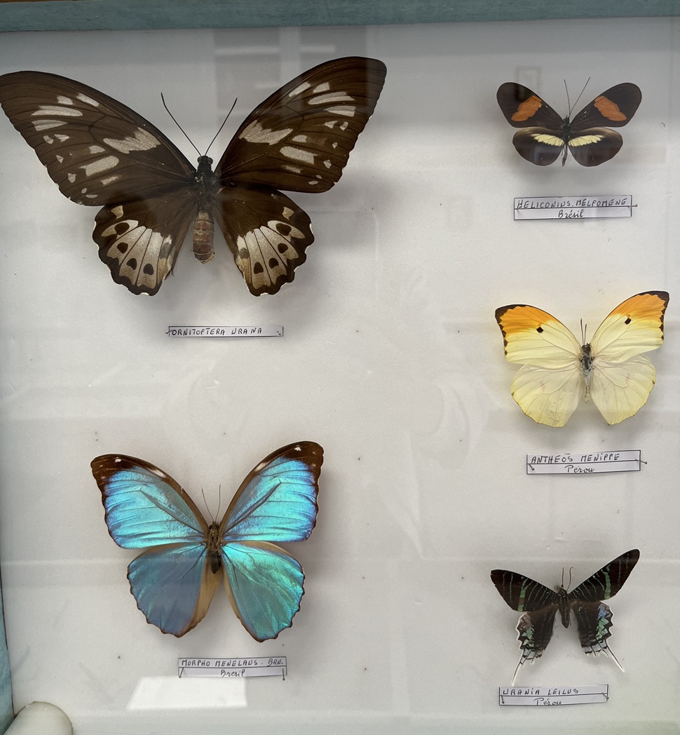 La Maison de l'insecte