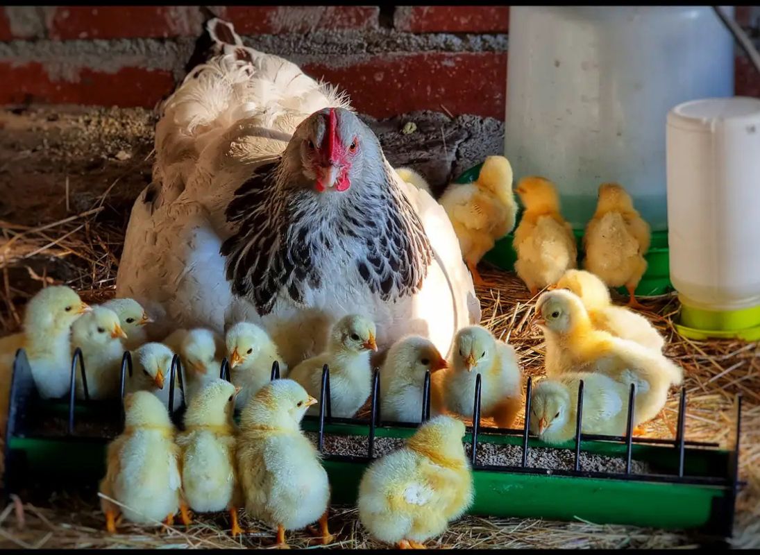 Maisonnette à la ferme
