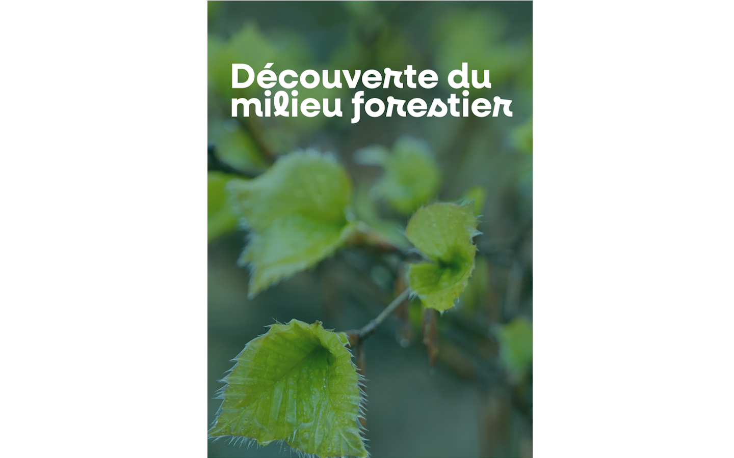 Découverte du milieu forestier