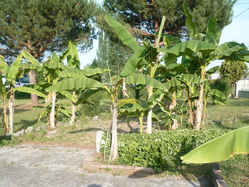 Gîte Les Bananiers