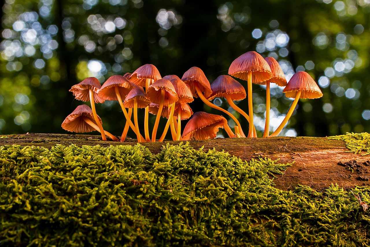 Balade nature : les champignons
