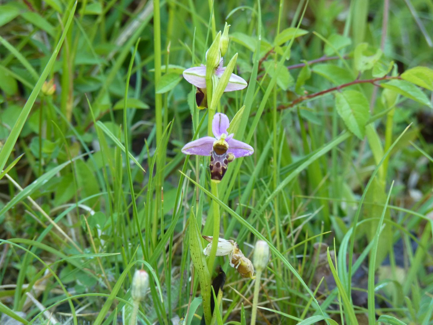 Pelouses sèches à orchidées