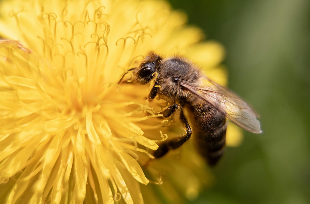 Eté actif | Le monde des abeilles | Lac de Gurson