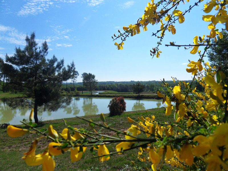 Domaine de Brissonneau - Les Palmiers