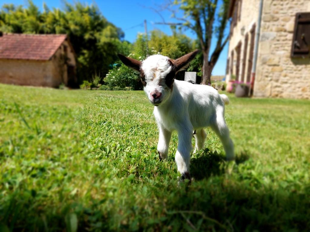Gîte La Ferme des Petites Oreilles
