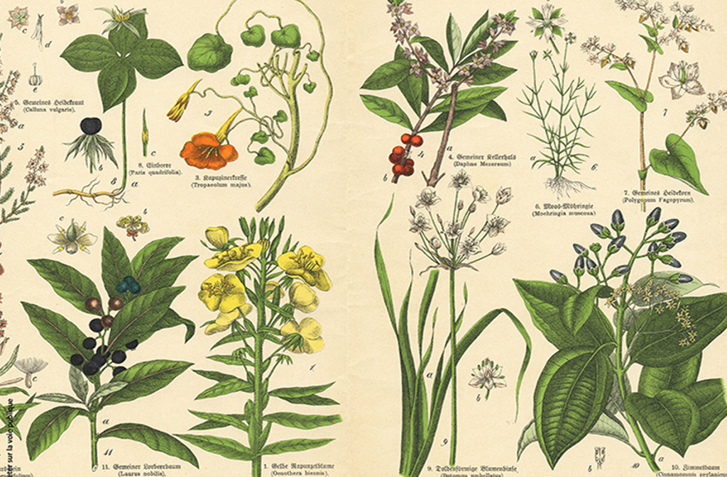 A la redécouverte des plantes médicinales locales