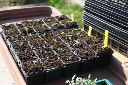 Vente de plants à la ferme