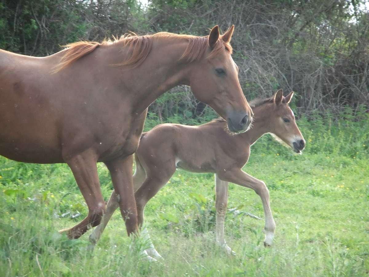 Poney Club du Petit Bois - photo 1