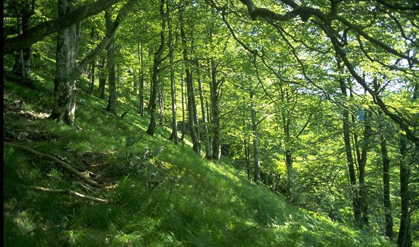 Petrilare (Forêt d'Iraty)