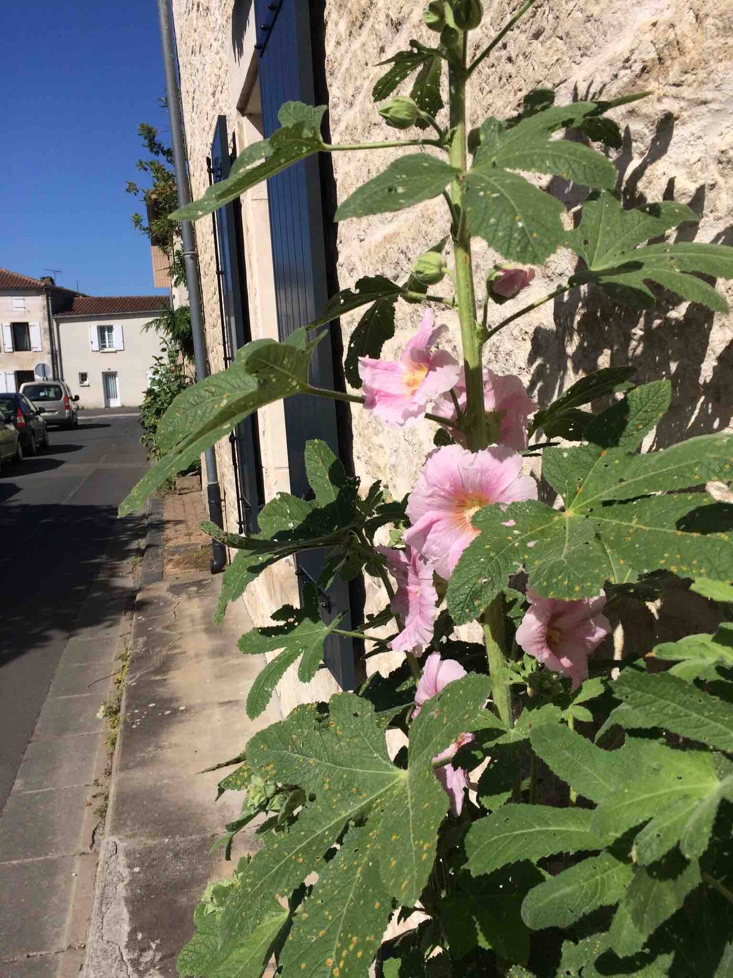 La rose trémière