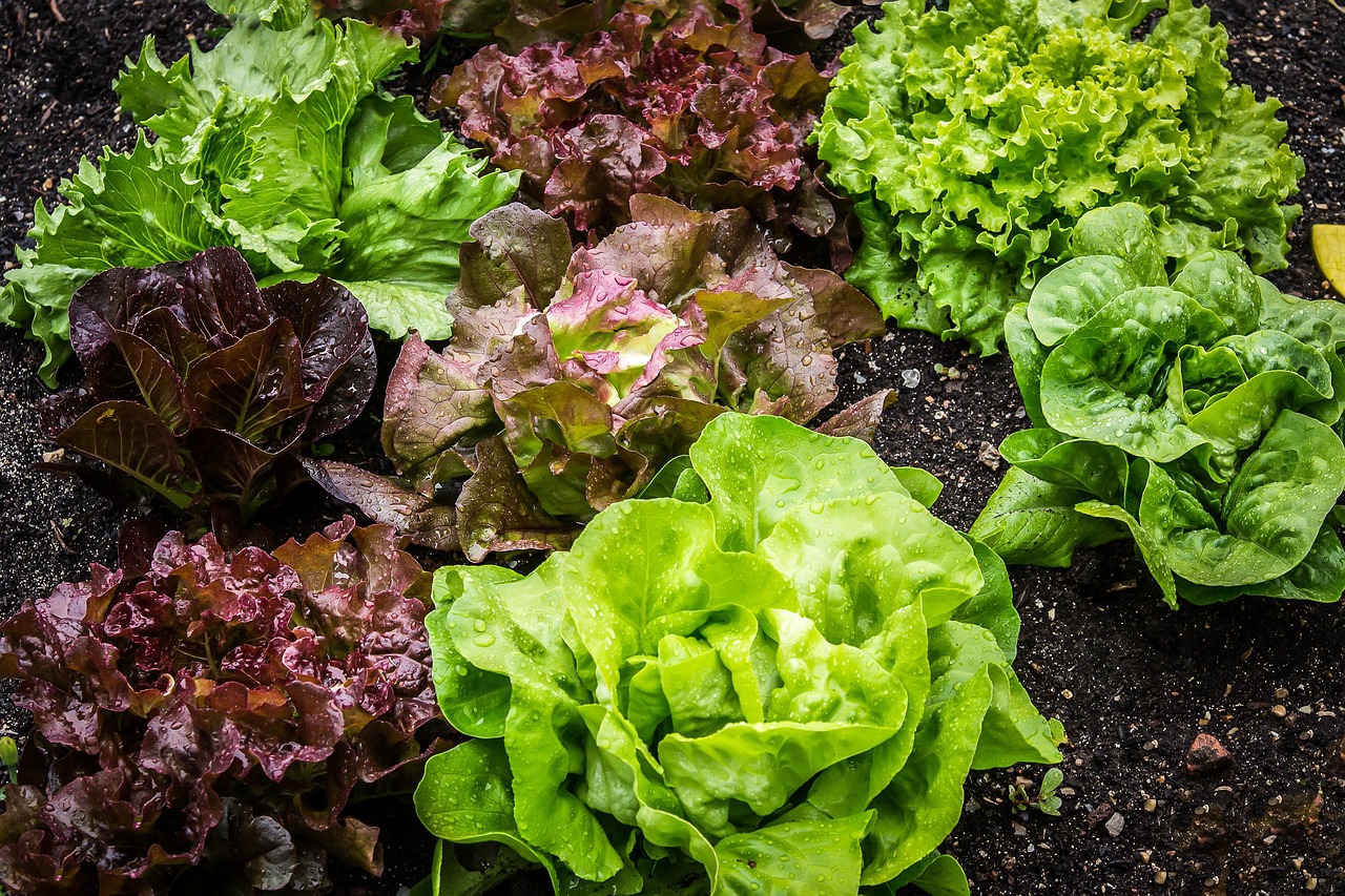 salade